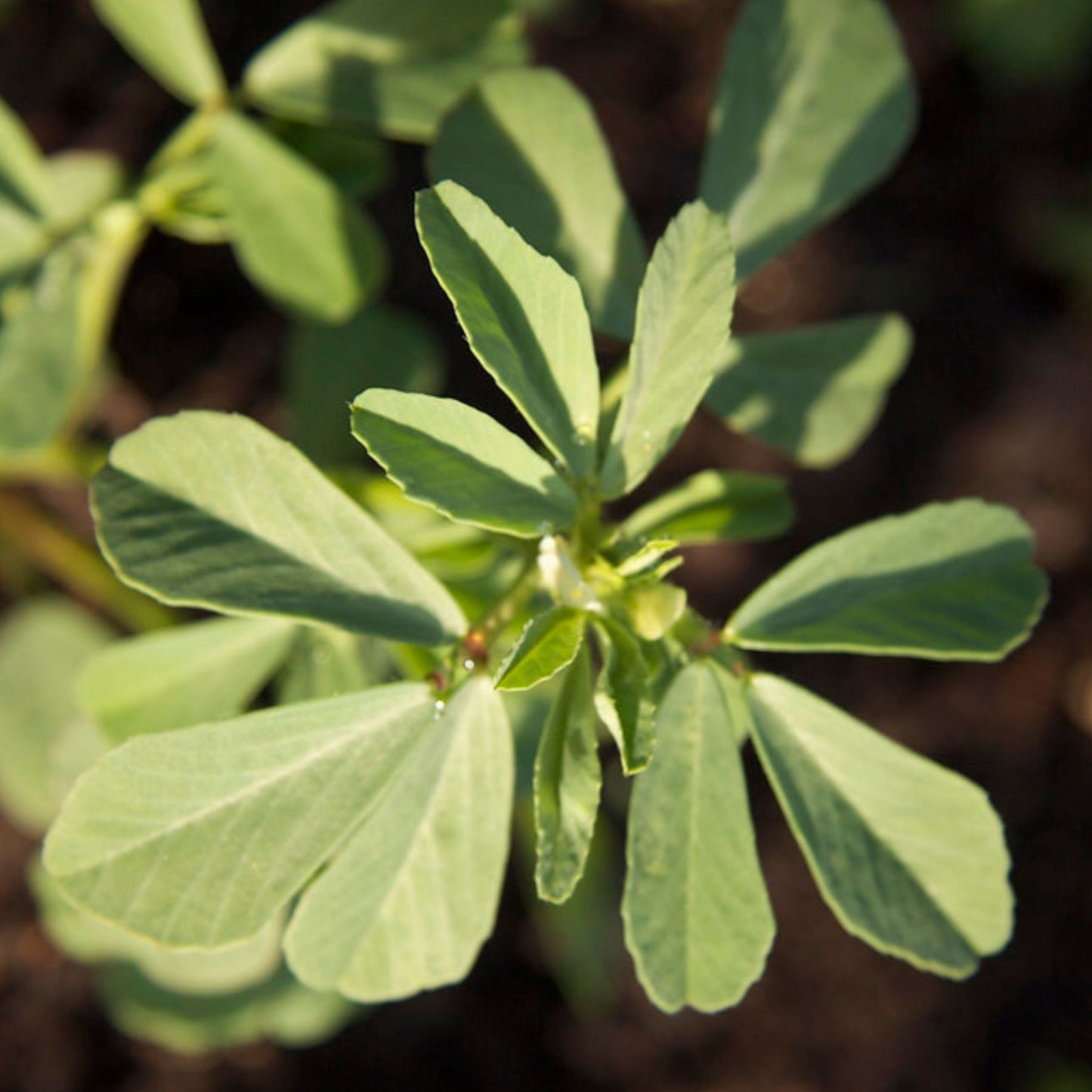 Trigonella foenum-graecum - Fenugreek