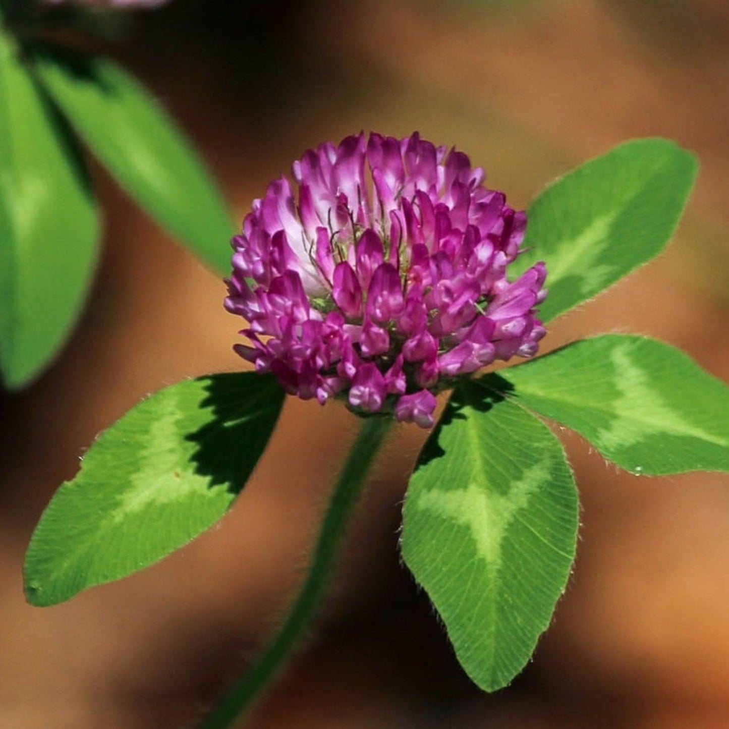 Trifolium pratense - Red Clover