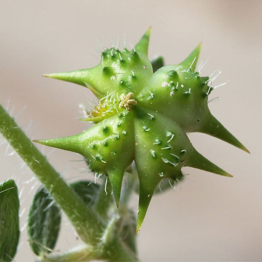 Tribulus terrestris - Tribulus