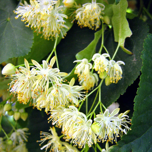 Tilia spp. - Linden Flower