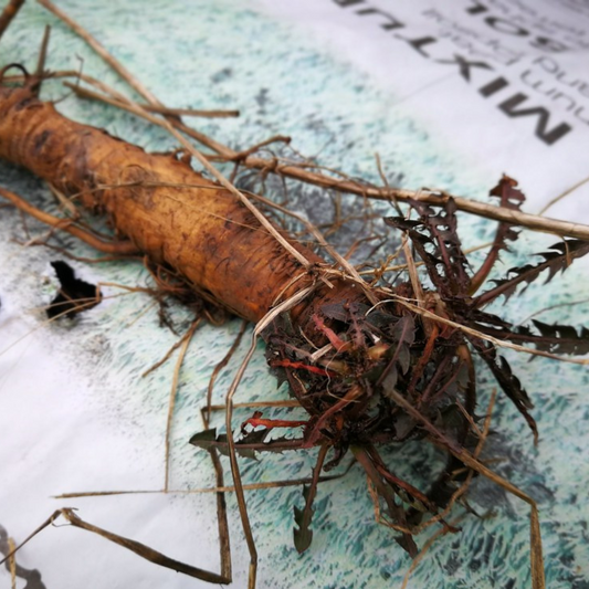 Taraxacum officinalis Root - Dandelion Root