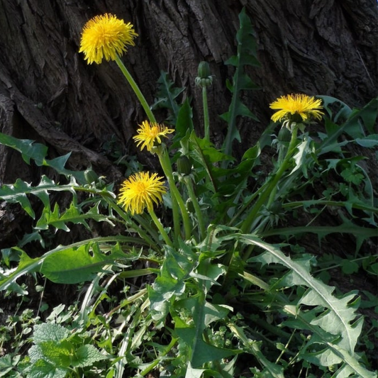 Taraxacum officinalis Leaf - Dandelion Leaf