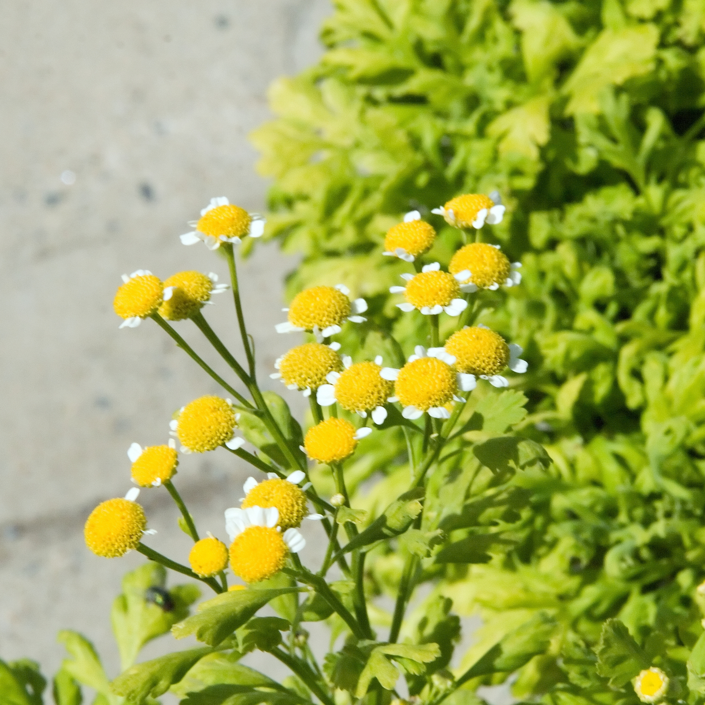 Tanacetum parthenium - Feverfew