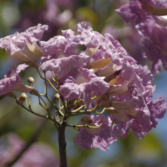 Tabebuia impetiginosa - Pau D'Arco