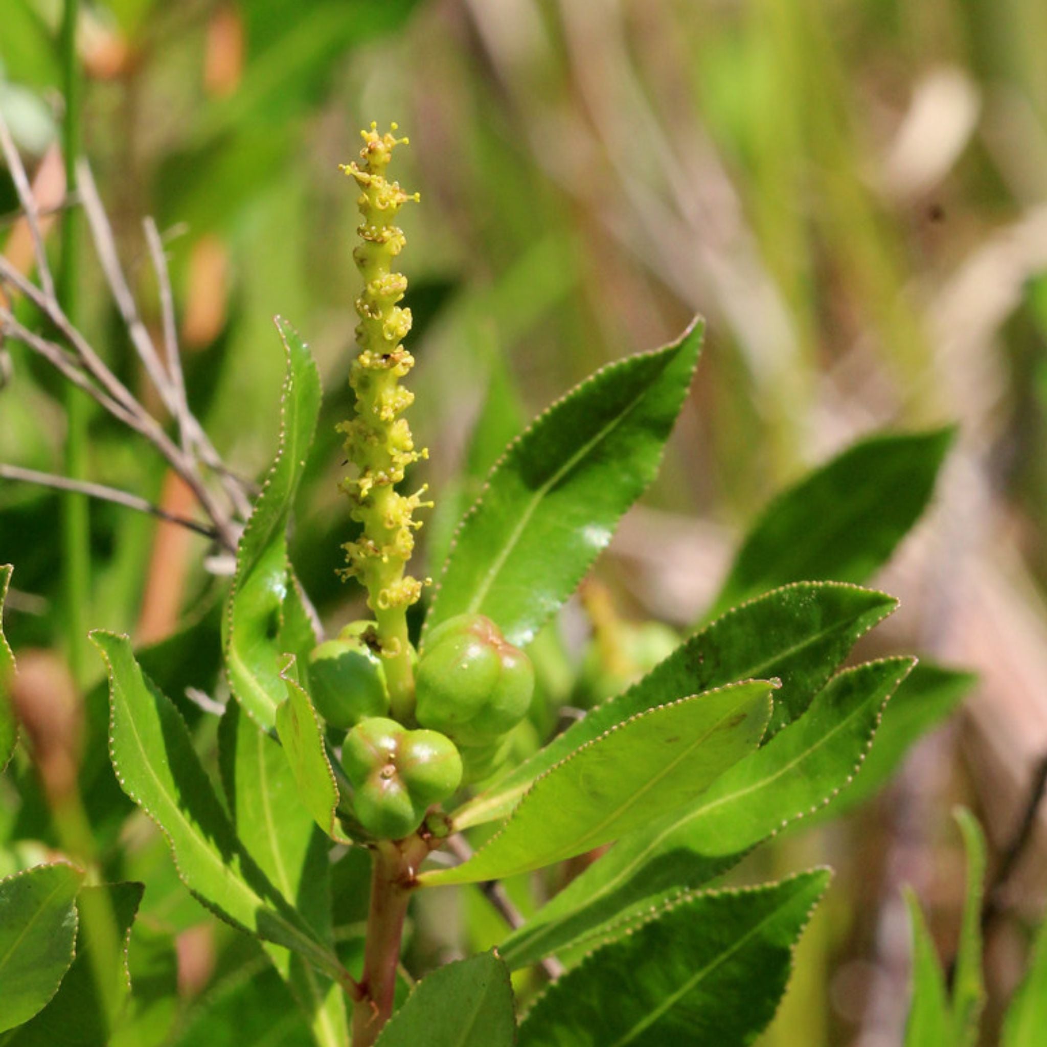 Queen's Root Stillingia sylvatica - Queen's Delight – Sonoran University of Health ...
