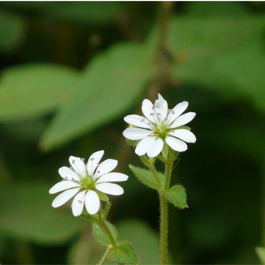 Stellaria media - Chickweed