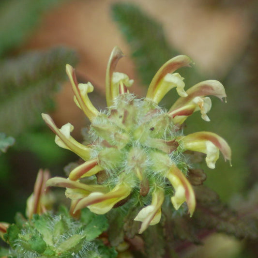 Stachys betonica - Wood Betony