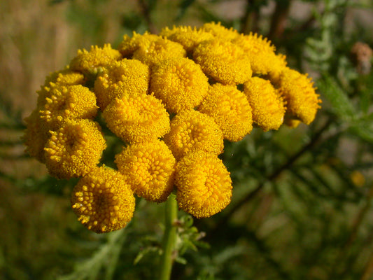 Tanacetum vulgare - Tansy