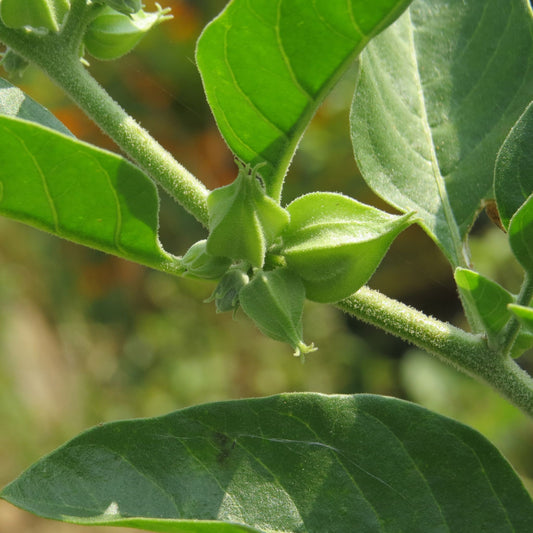 Withania somnifera - Ashwagandha