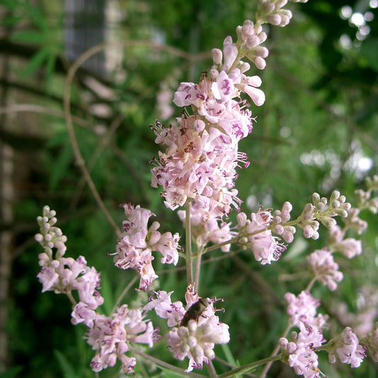 Vitex agnus-castus - Chaste Tree Berry