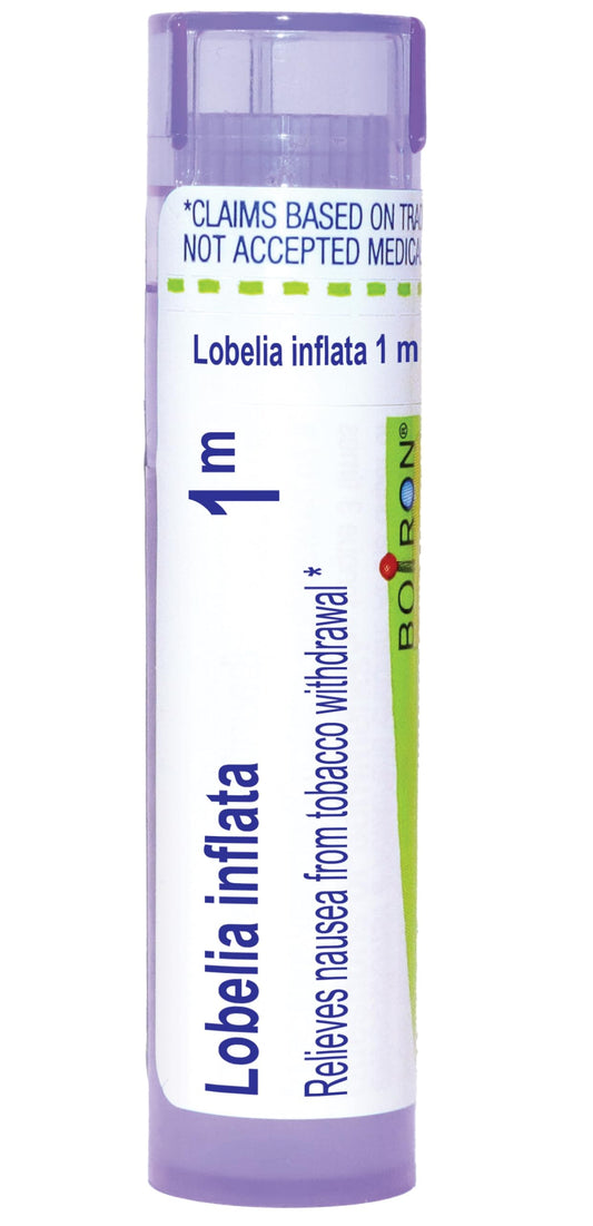 Lobelia Inflata 1m