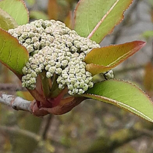 Viburnum prunifolium - Black Haw