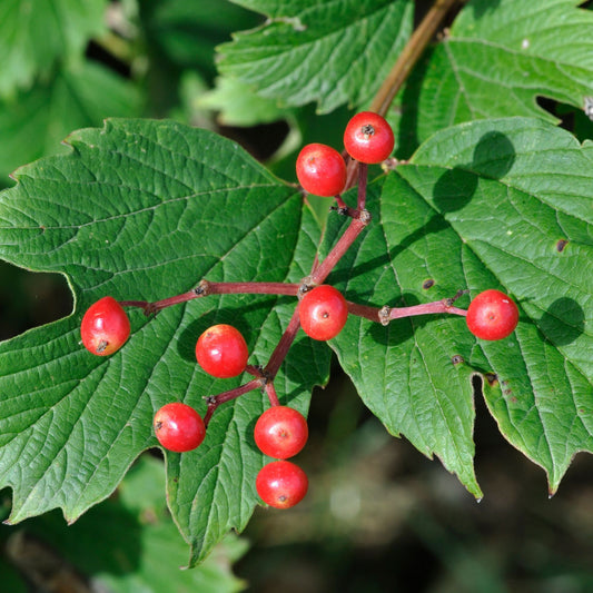 Viburnum opulus - Cramp Bark