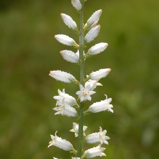 Aletris farinosa - Star Grass Root Tincture