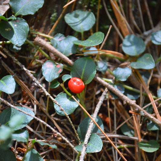 Mitchella repens - Partridge Berry