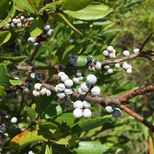 Myrica cerifera - Bayberry