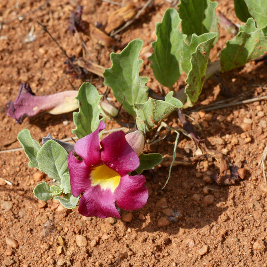 Harpagophytum procumbens - Devil's Claw