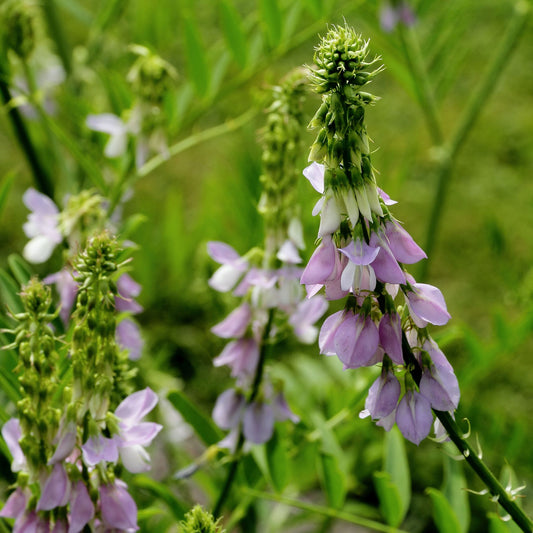 Galega officinalis - Goat's Rue