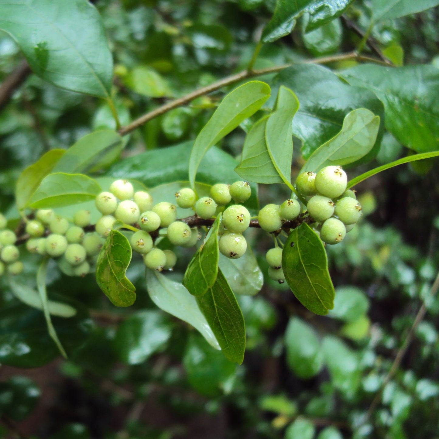 Commiphora mukul - Gum Guggul