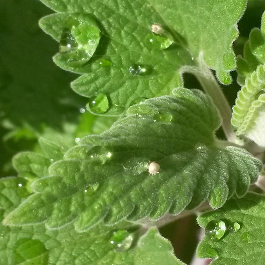 Nepeta cataria - Catnip