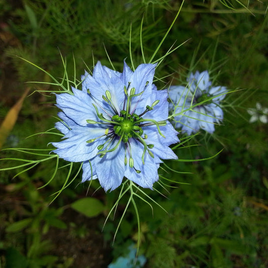 Nigella sativa - Black Seed Oil