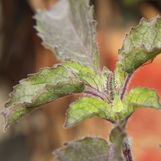 Ocimum sanctum - Holy Basil / Tulsi