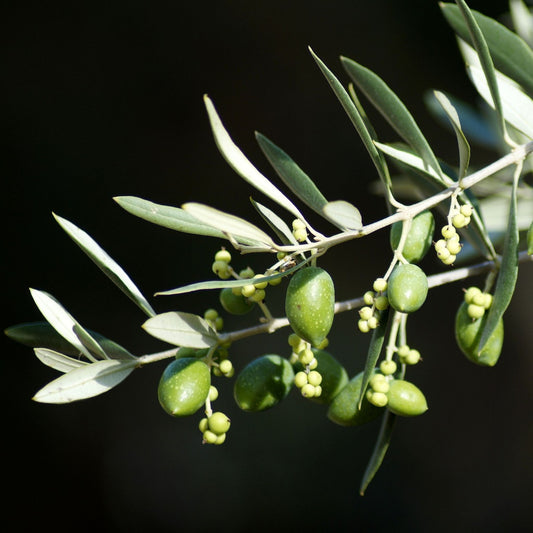 Olea europea - Olive Leaf