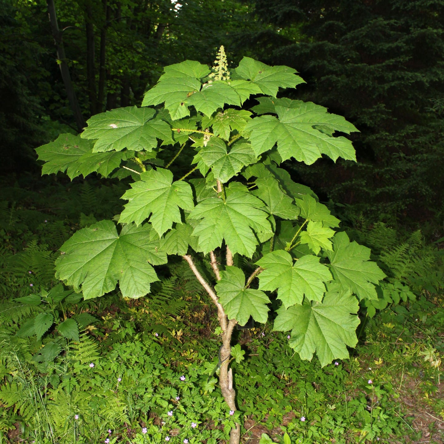 Oplopanax horridus - Devil's Club