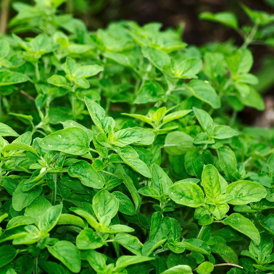 Origanum vulgare - Oregano Leaf