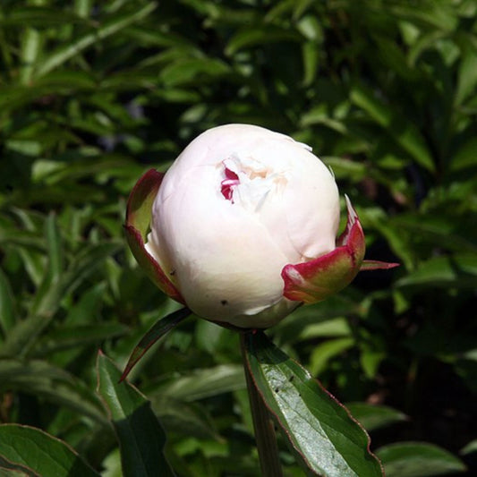 Paeonia lactiflora - Chinese Peony, White