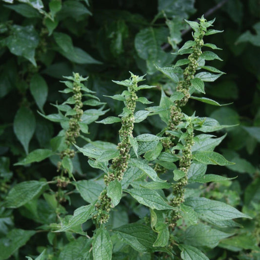 Parietaria officinalis - Pellitory of the wall