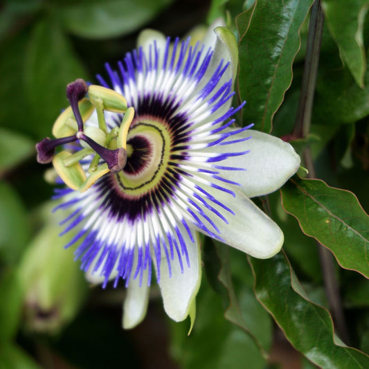 Passiflora incarnata - Passionflower