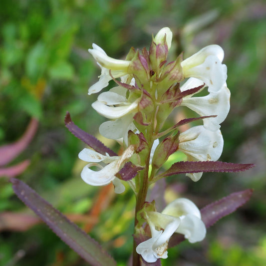 Pedicularis racemosa - Sickletop Lousewort