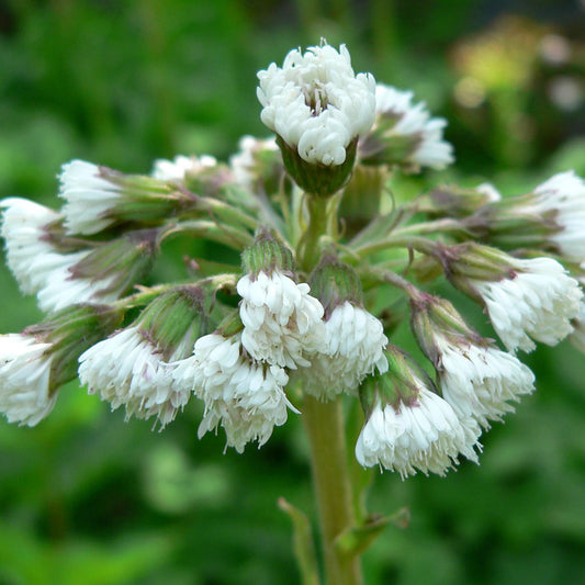 Petasites palmatus - Butterbur