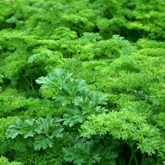 Petroselinum crispum - Parsley Root