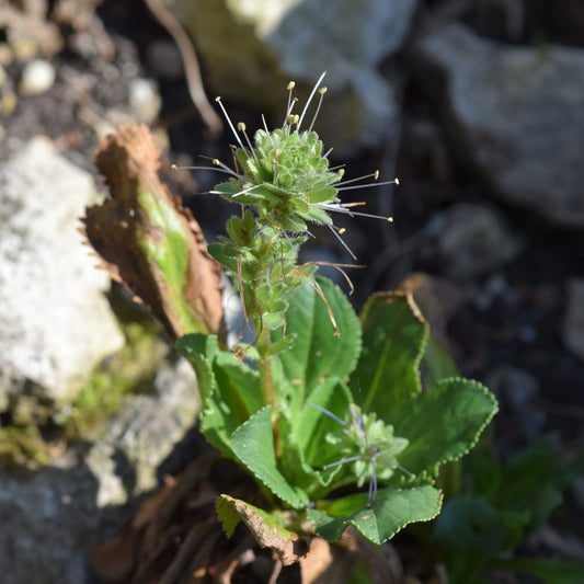 Picrorhiza kurroa - Kutki