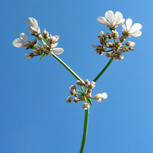 Pimpinella anisum - Anise