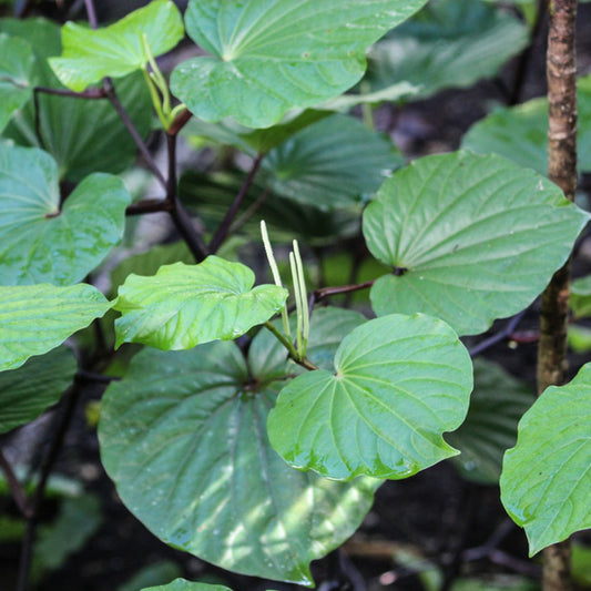 Piper methysticum - Kava Kava