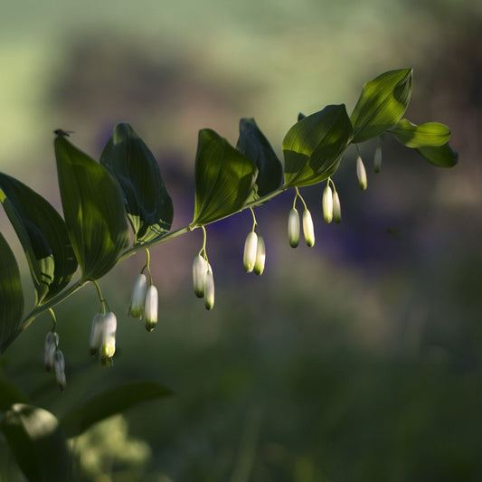 Polygonatum biflorum - Solomon's Seal