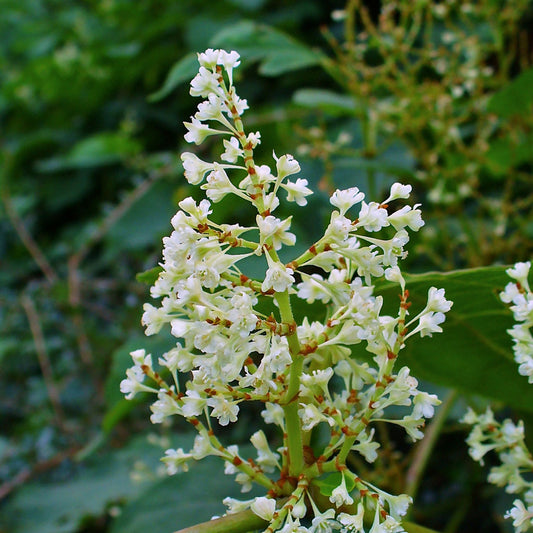 Polygonum cuspidatum (Fallopia japonica) - Hu Zhang/Japanese Knotwood