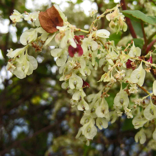 Polygonum multiflorum - He Shou Wu / Fo-Ti