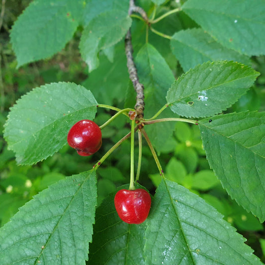 Prunus spp. - Wild Cherry Bark