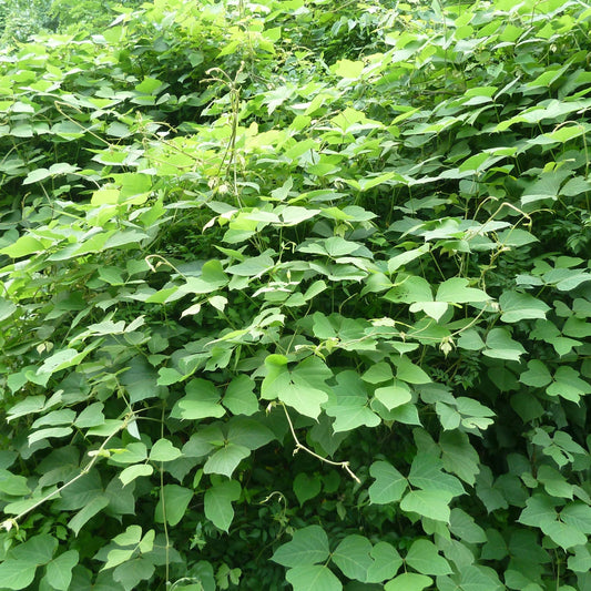 Pueraria thomsonii - Kudzu