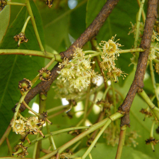 Pygeum africanum - Pygeum Bark