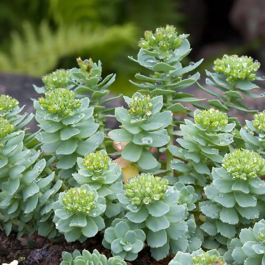 Rhodiola rosea - Rhodiola / Hong Jing Han