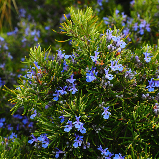 Rosmarinus officinalis - Rosemary