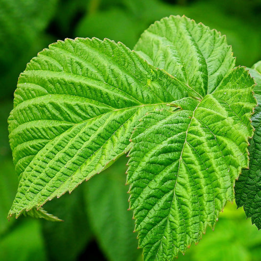 Rubus idaeus - Raspberry