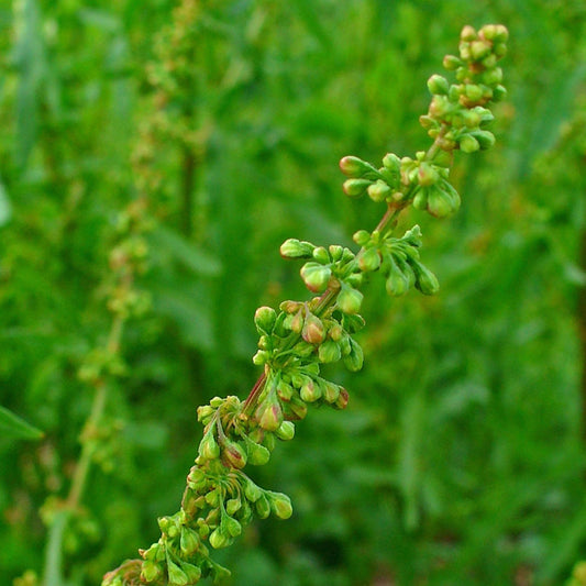 Rumex crispus - Yellow Dock