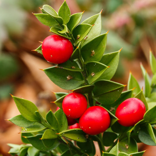 Ruscus aculeatus - Butcher's Broom