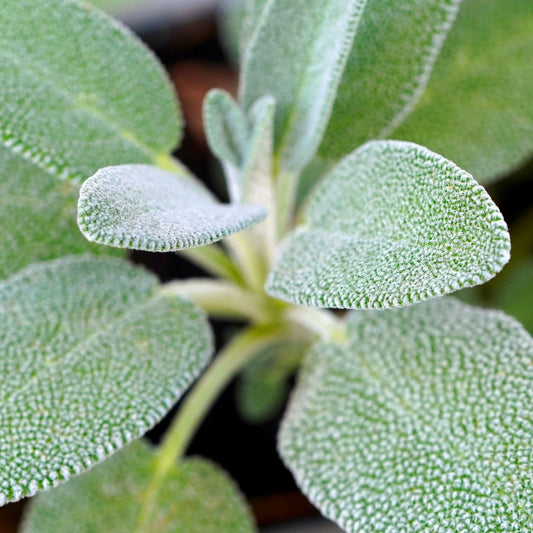 Salvia officinalis - Sage